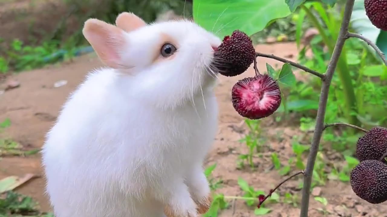 Making a waxberry tree for the little bunny, sour, sweet, and refreshing.