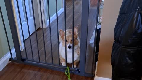 Corgi in jail?