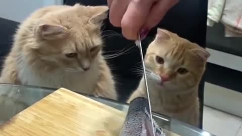 VERY FUNNY CATS