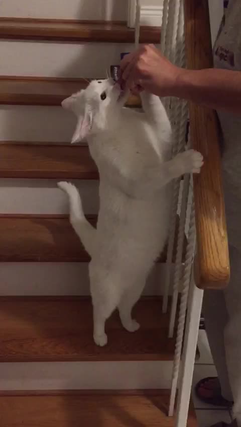 Greenies Treat & Our Cat