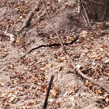 Black snake at the homestead