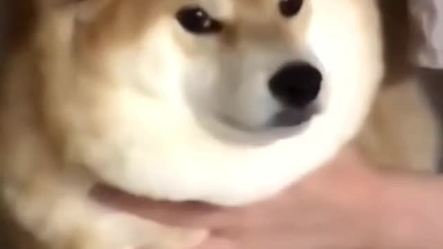 Cute Dog Smile Not To Laugh