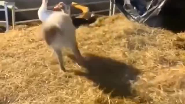 Is the lamb on a stimulant? Happy has been bouncing