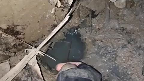 This is a beautiful and charming water-dwelling species