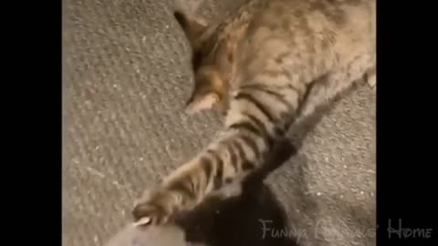 Cat stealing bread