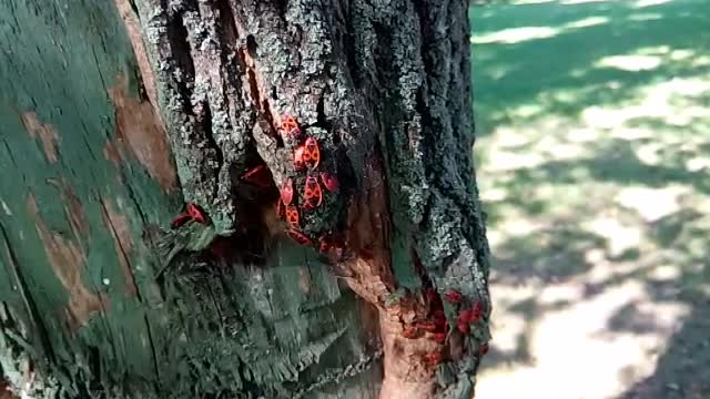 Red bugs, cotton stainers vs Orbeez