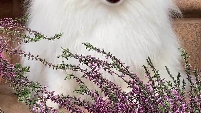 An Adorable White Dog