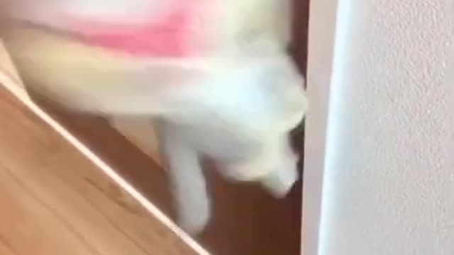 Cute and Funny Animal Videos Compilation 2021