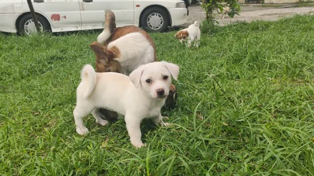 Puppies playtime