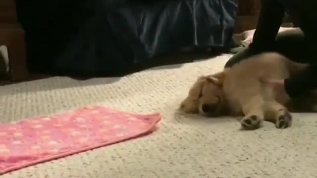 dog: i just want to sleep