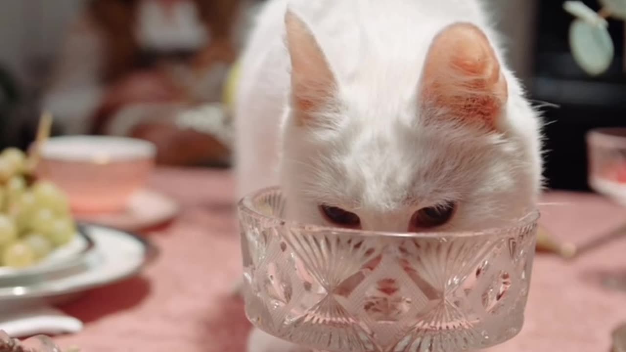 Cat drinking water cute amazing viral video