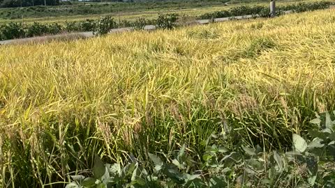 Autumn Rice Field in Korea