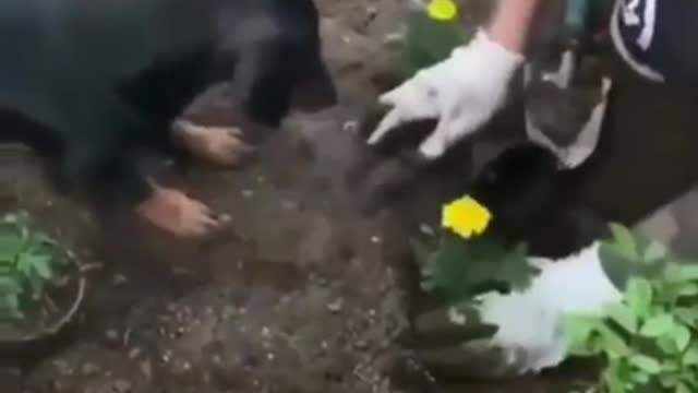 Nice garden helper Amazing video