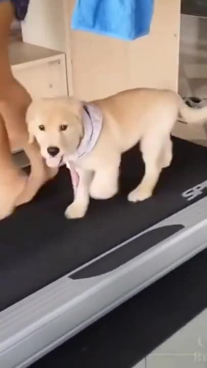 TRY NOT TO LAUGH_ time for exercise__ Funny Videos