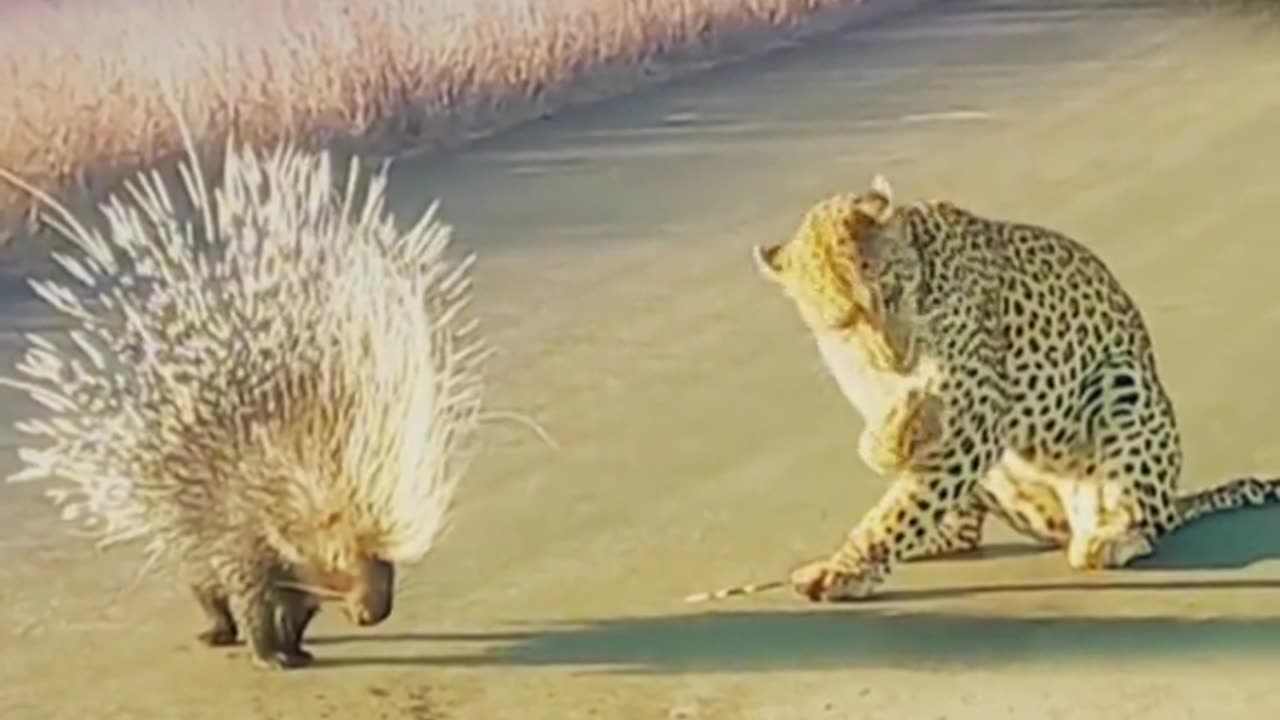 #fyp #PetsOfTikTok #tiktokdogs #tiktokcats #funnydogs #funnycats #funnyvideos #FunnyPets