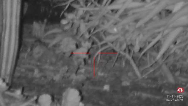 Bushido's HW100 Night Vision Rat Hunting 11/11/2020