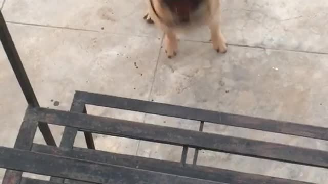 Tan pug sticking tongue out not able to climb stairs