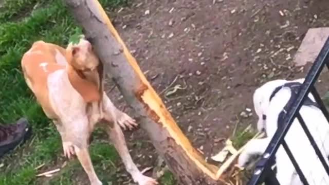 how dogs brush their teeth