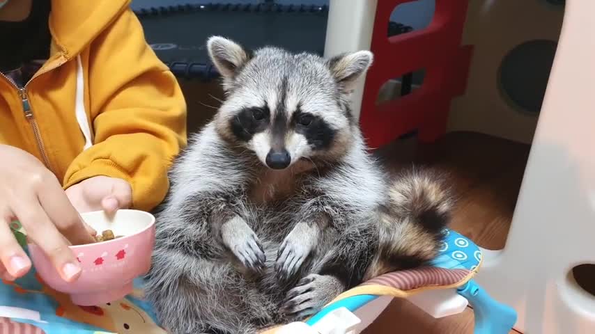 This pet raccoon is living the good life as he's hand fed some treats. Adorable!