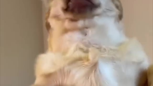 Funniest dogs and cats Awsome videos