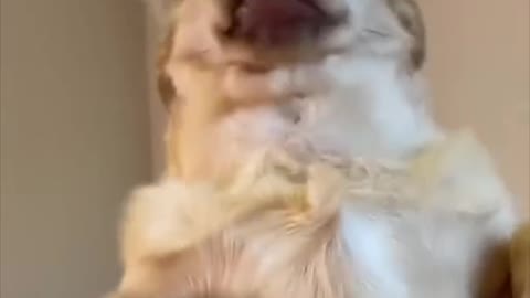 Funniest dogs and cats Awsome videos