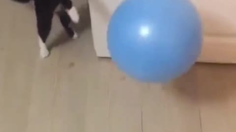 Kitten playing with mini yoga ball
