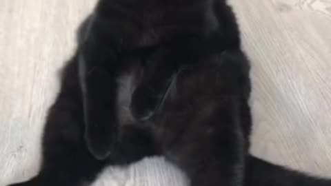 Kitty simulator