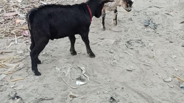 Wow fantastic goat hahaha