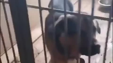 Dogs Left to Starve by Russian Occupiers