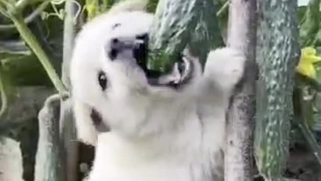 puppy eating vegetables