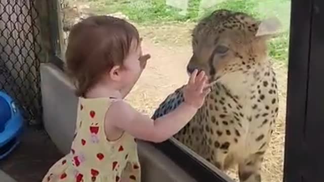 Little Girl Has Up-Close Encounter With Cheetah