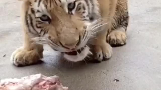 how to eat tigers in training area