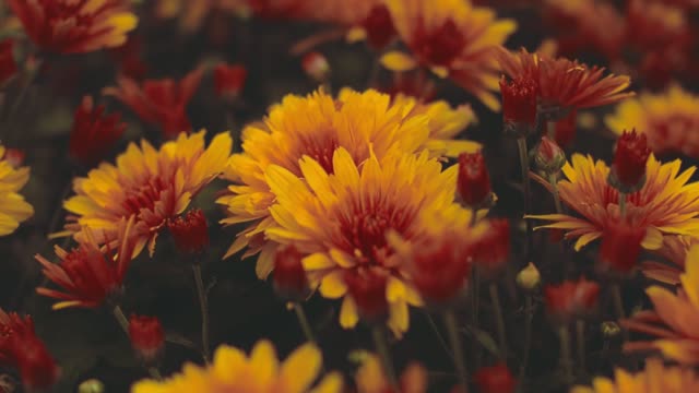 Champ de fleurs