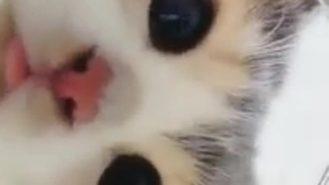 Cute kitten drinking water