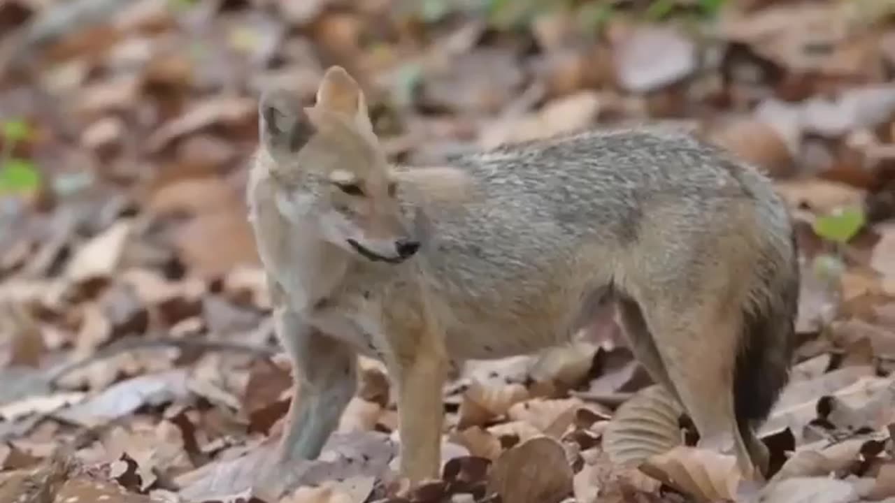 Wildlife in Close view with different perspective.