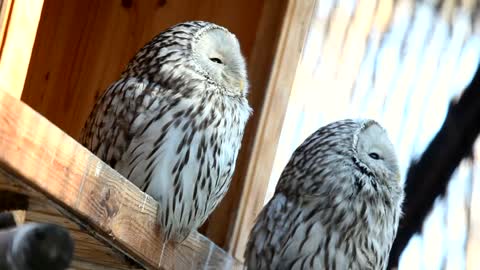 Two white owls staring