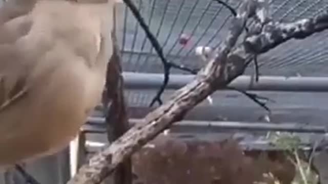 Birds Best Awaj