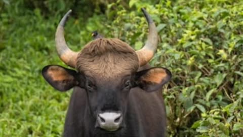 Facts About Gaur