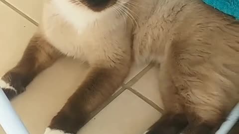 lazy cat
