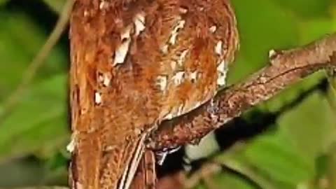 10 Unique & Strange Birds in the World !!