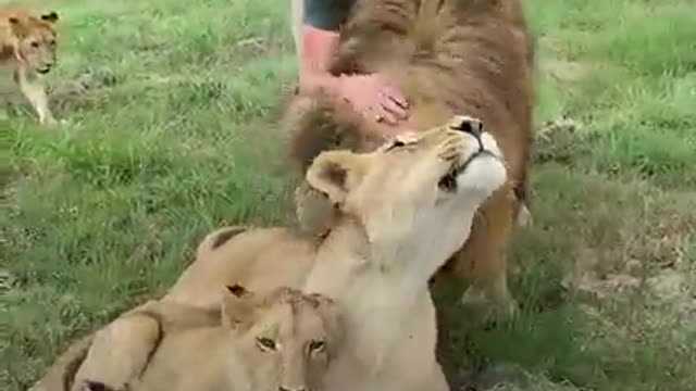 This man gets to cuddle lions all day - they even get selfies together! 😍