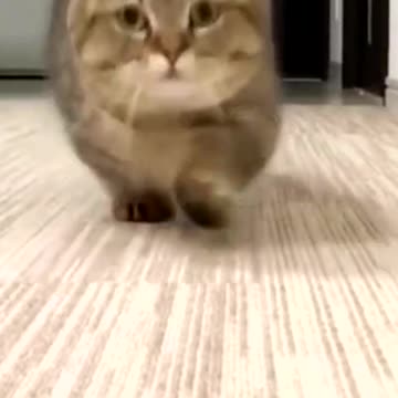 Little short legs 🤣🤣🤣