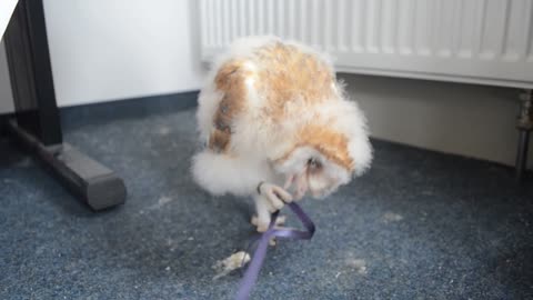 Little barn Owl