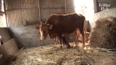 Cow Gets Separated From The Dog That She Raised..