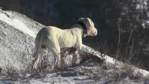 Dogs Doga argentino Džeri! (2020