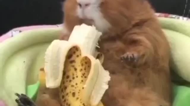 Banana lover