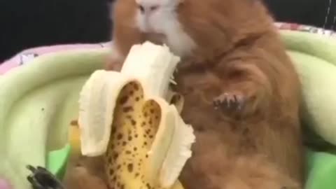 Banana lover