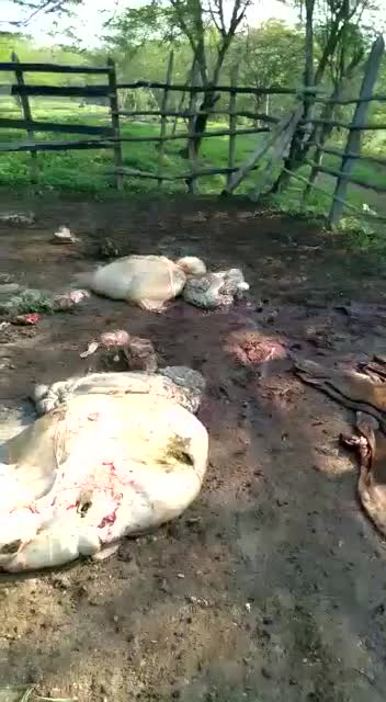 abigeato en santa rosa