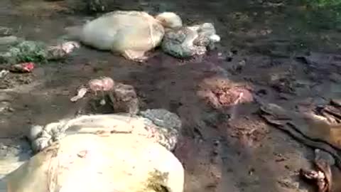 abigeato en santa rosa