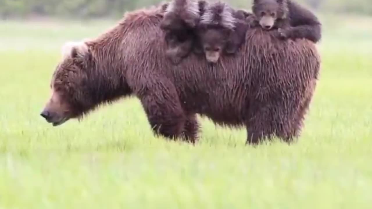 Mother 🐻 Bear with his Kids